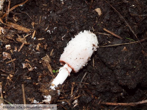 Coprinus sterquilinus