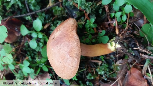 Chalciporus piperatus