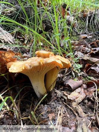 Cantharellus amethysteus