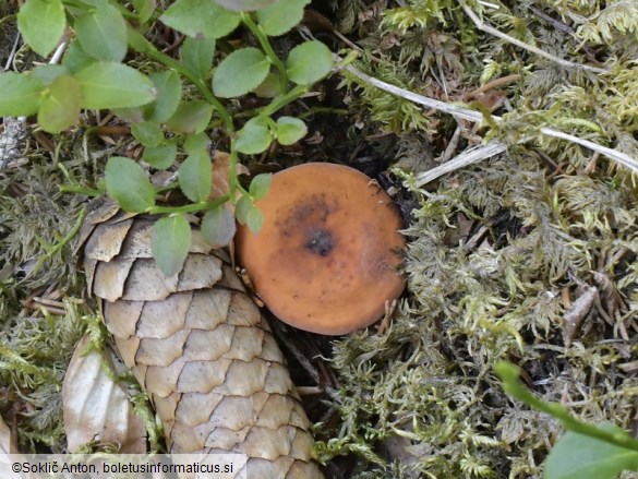 Lactarius volemus