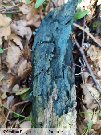 Chlorociboria aeruginascens
