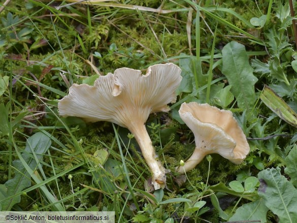 Infundibulicybe costata