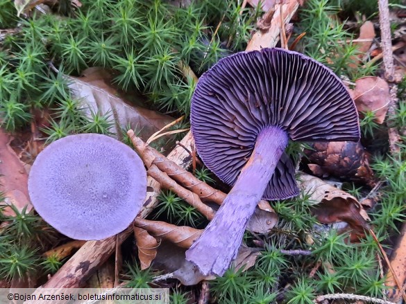 Cortinarius violaceus