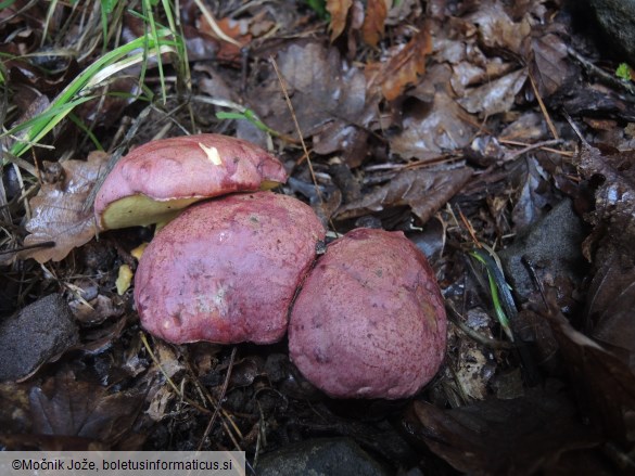 Butyriboletus regius