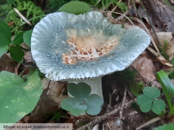 Russula virescens