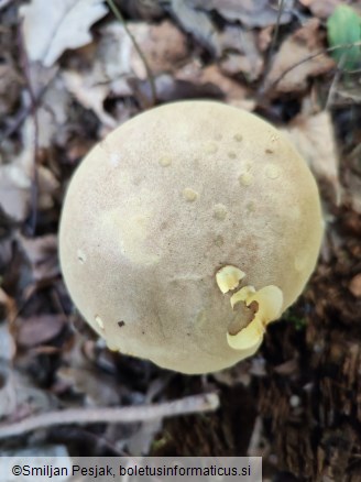 Xerocomus subtomentosus