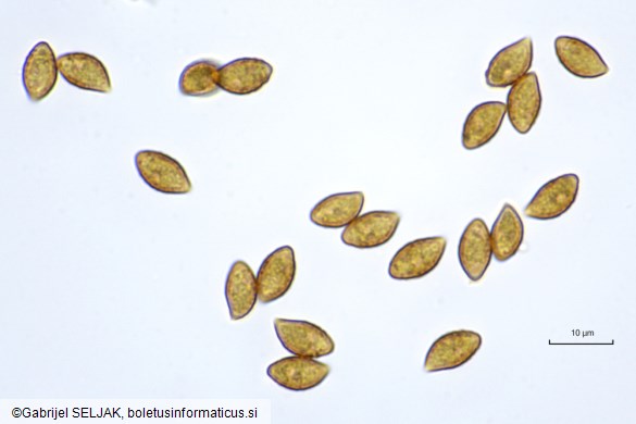 Phlegmacium balteatocumatile