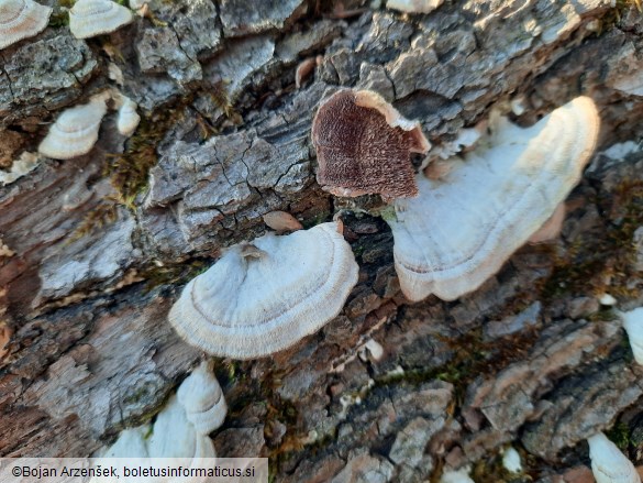 Trichaptum biforme