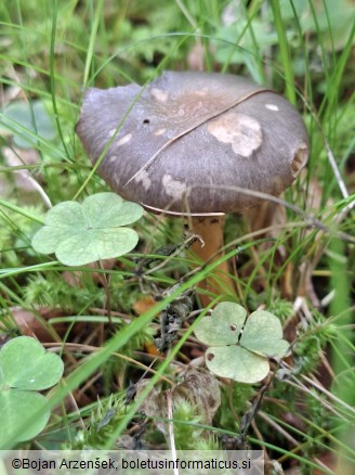 Chroogomphus rutilus