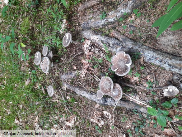 Amanita excelsa var. spissa