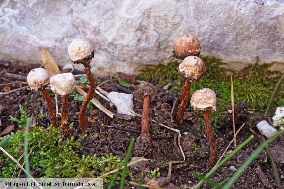 Tulostoma squamosum