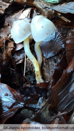 Mycena viscosa