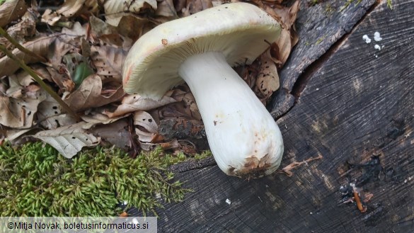 Russula romellii