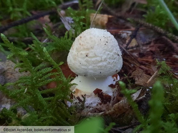 Amanita citrina