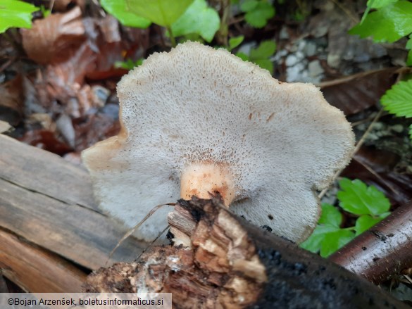 Polyporus tuberaster