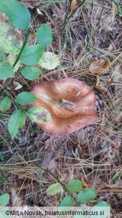 Russula paludosa