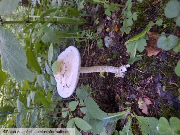 Amanita lividopallescens