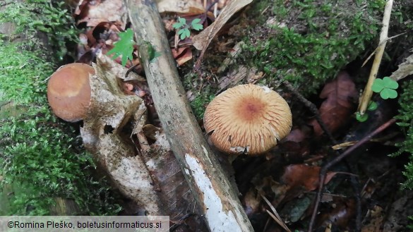 Psathyrella chondroderma