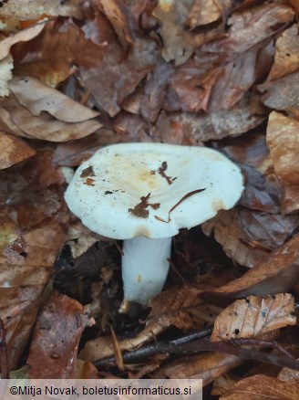 Lactifluus piperatus