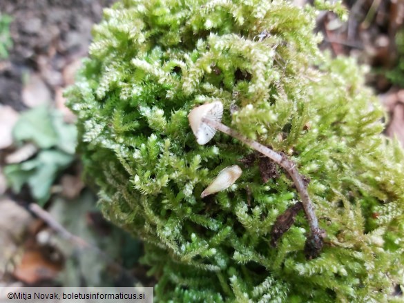 Mycena arcangeliana