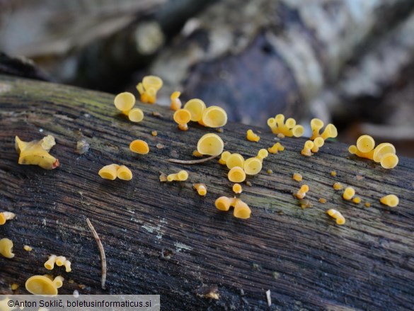 Guepiniopsis buccina