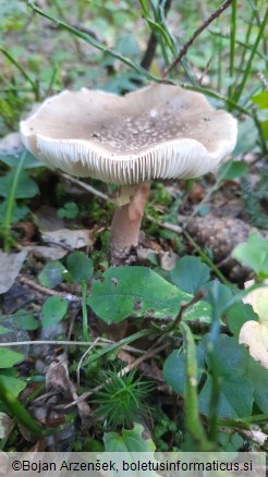 Amanita rubescens var. annulosulphurea