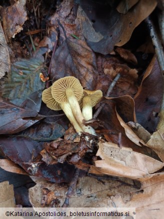 Cortinarius olivaceofuscus