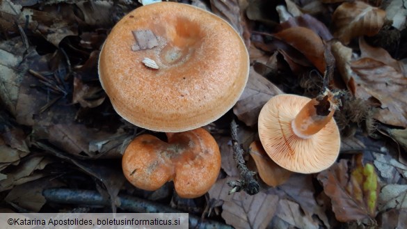 Lactarius semisanguifluus