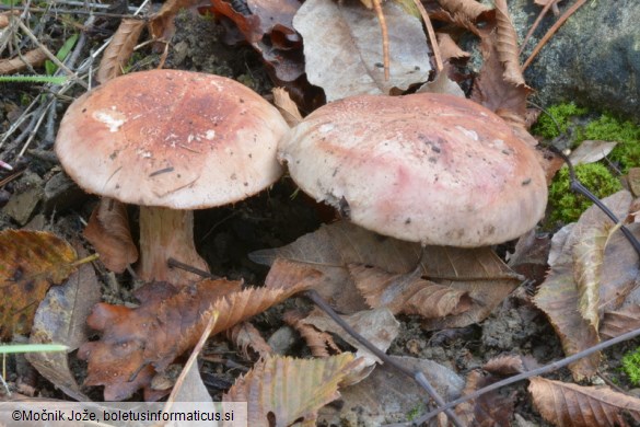 Cortinarius rufo-olivaceus