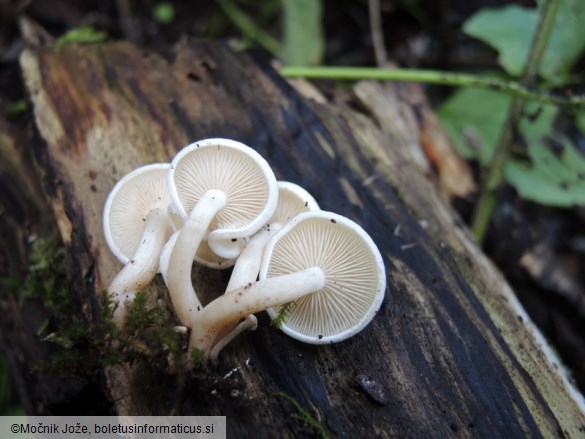 Clitocybe truncicola