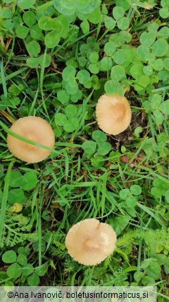 Marasmius oreades