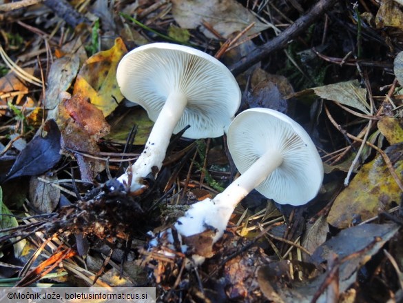 Hygrophorocybe nivea