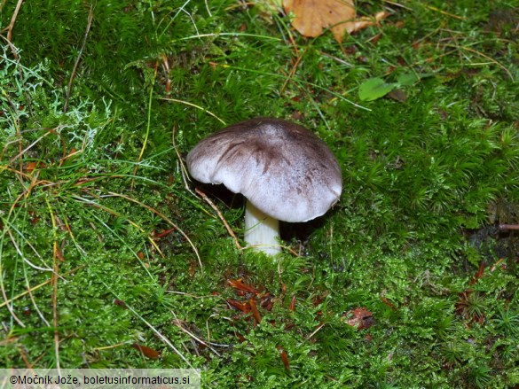 Tricholoma sciodes