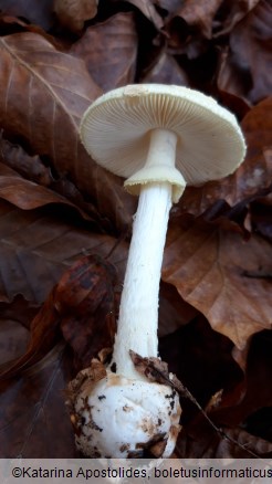 Amanita citrina