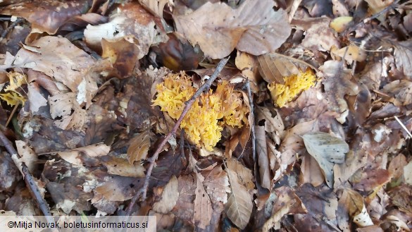 Ramaria flavobrunnescens