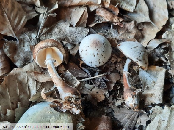 Leucoagaricus badhamii