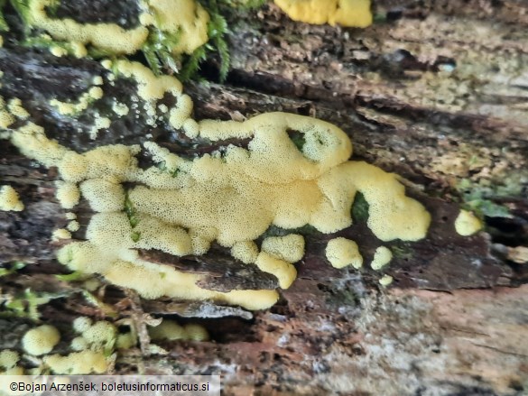 Ceratiomyxa porioides