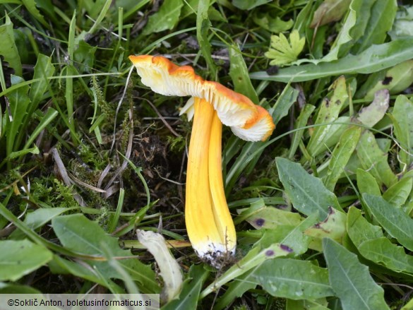 Hygrocybe acutoconica