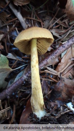 Cortinarius