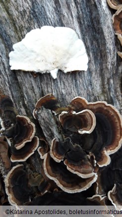 Trametes versicolor