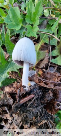 Coprinellus ellisii