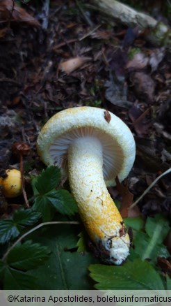 Hygrophorus chrysodon