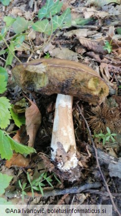 Boletus reticulatus