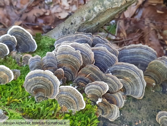 Trametes versicolor