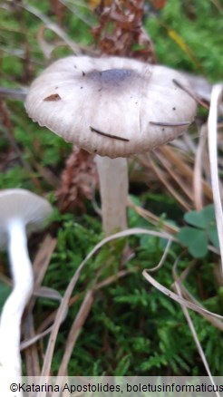 Hygrophorus hypothejus