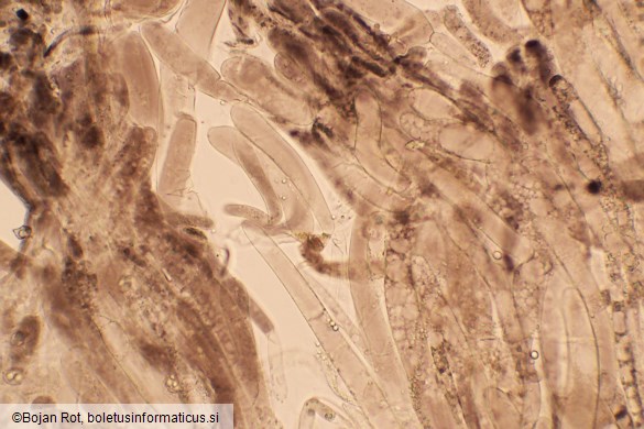 Entoloma violaceoserrulatum