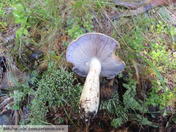 Cortinarius varius