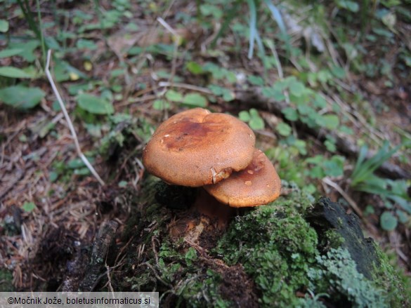 Hygrophoropsis aurantiaca