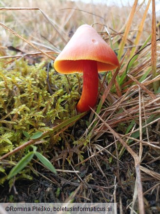 Hygrocybe punicea