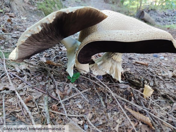 Agaricus augustus